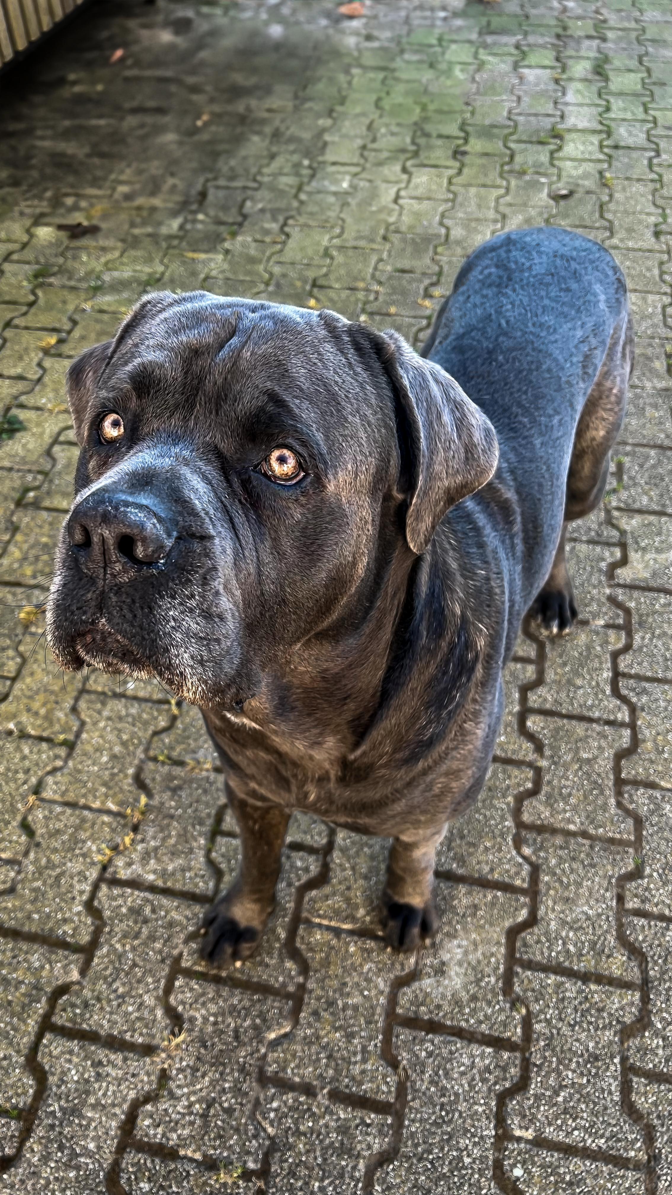 Nero, Cane Corso