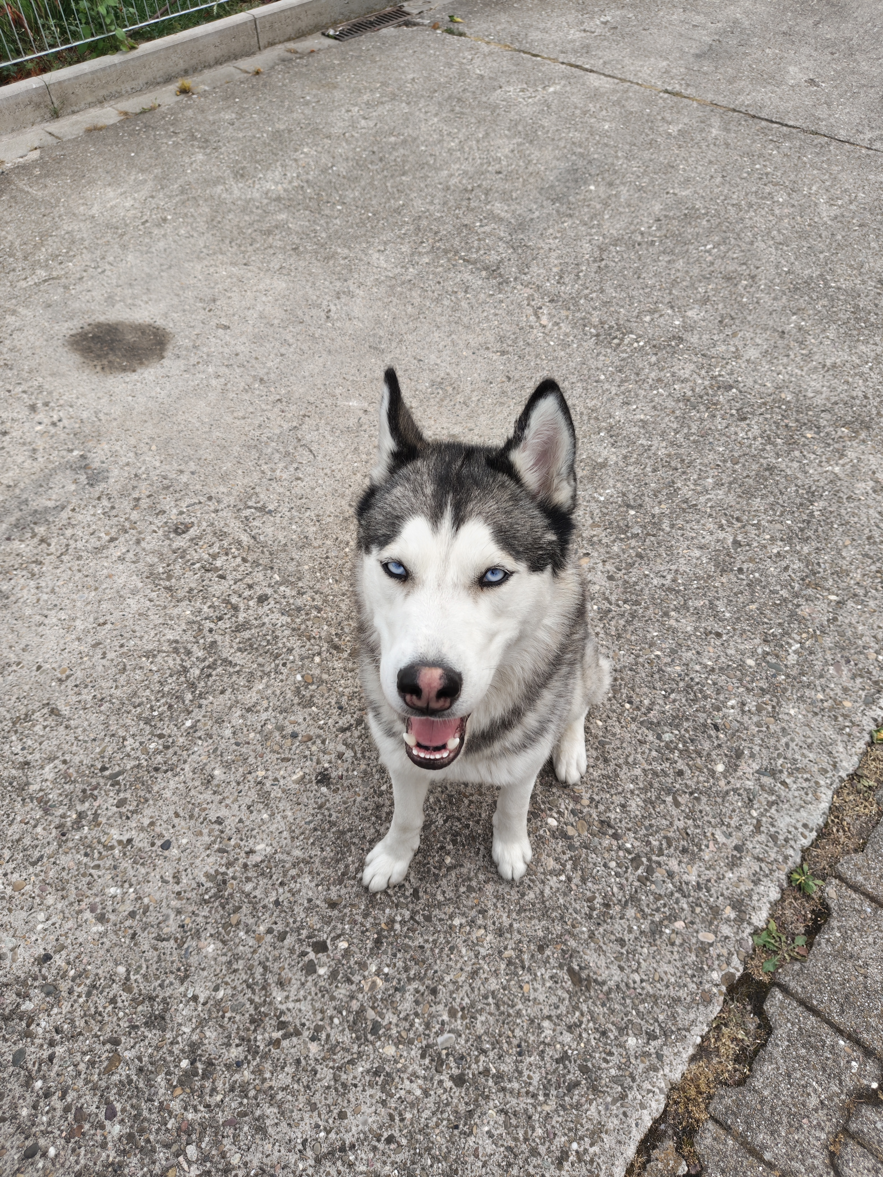 Sky, Husky